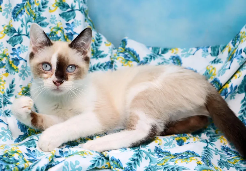 A baby medium-sized female Cream Point Siamese cat named Kutie for adoption in Tierra Verde, FL