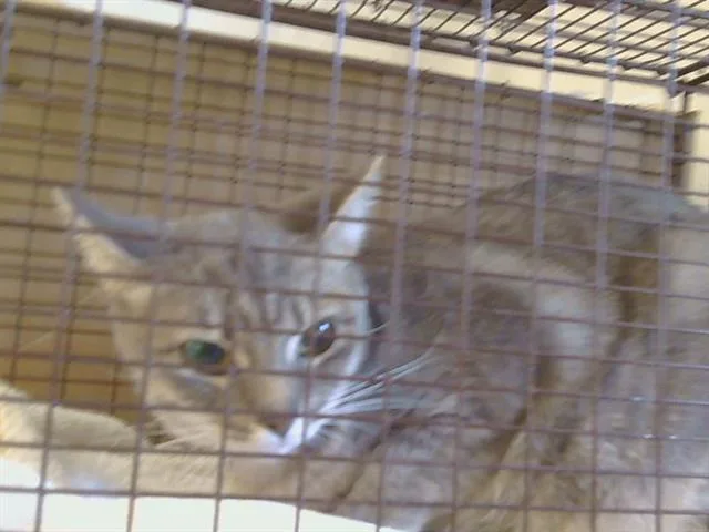 An adult medium-sized female Domestic Short Hair cat named Leigh for adoption in Sacramento, CA