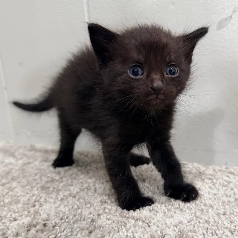 A baby small-sized male Black Domestic Short Hair cat named Midnight for adoption in North Canton, OH