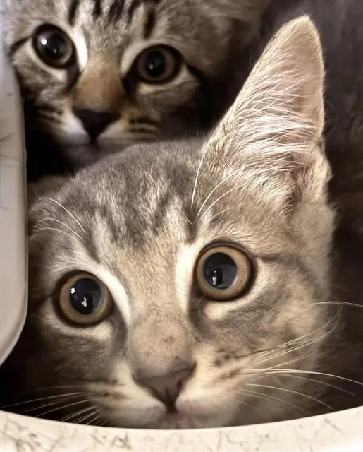 A baby medium-sized female Domestic Short Hair cat named Zinnia for adoption in Boston, MA
