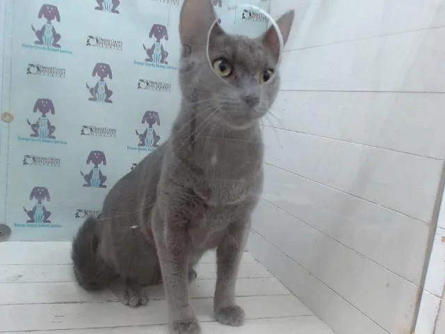 Smokie