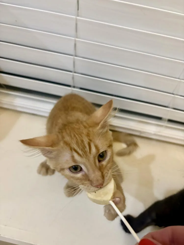 A baby small-sized male Domestic Short Hair cat named Fireball for adoption in Dallas, TX