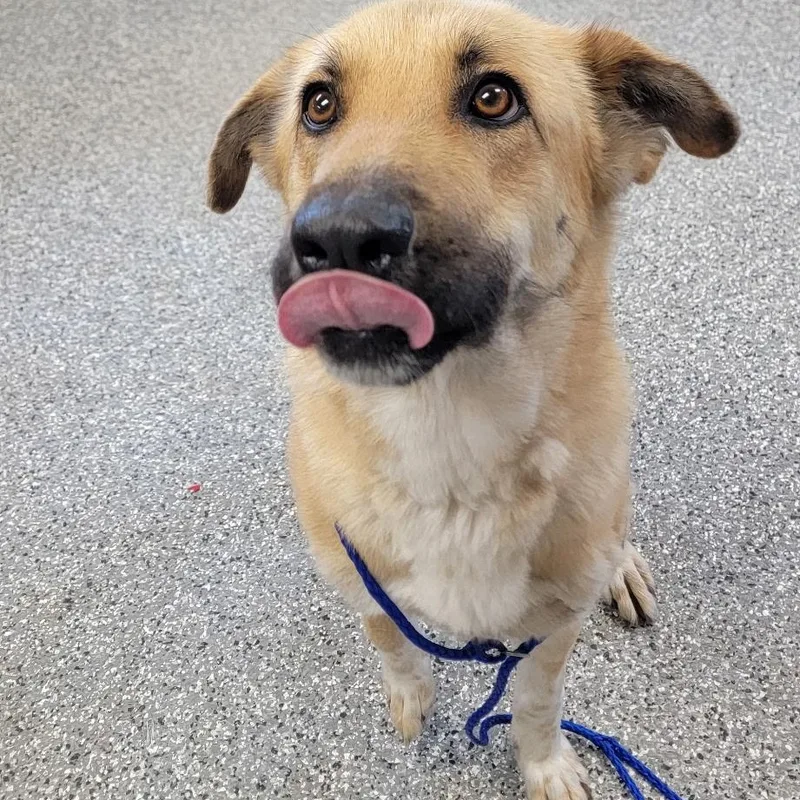 An adult large-sized female German Shepherd Dog dog named Macie for adoption in Bryan, OH