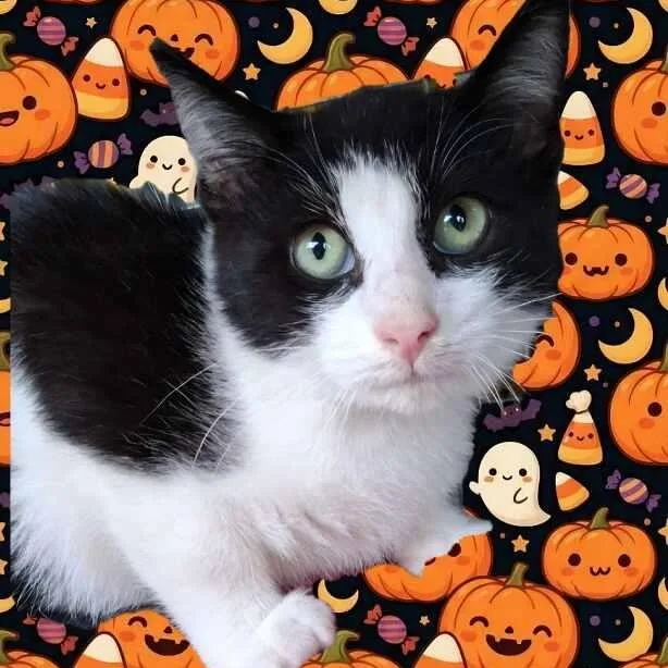 A baby medium-sized male Black & White / Tuxedo Domestic Short Hair cat named Figaro for adoption in Wyandotte, MI