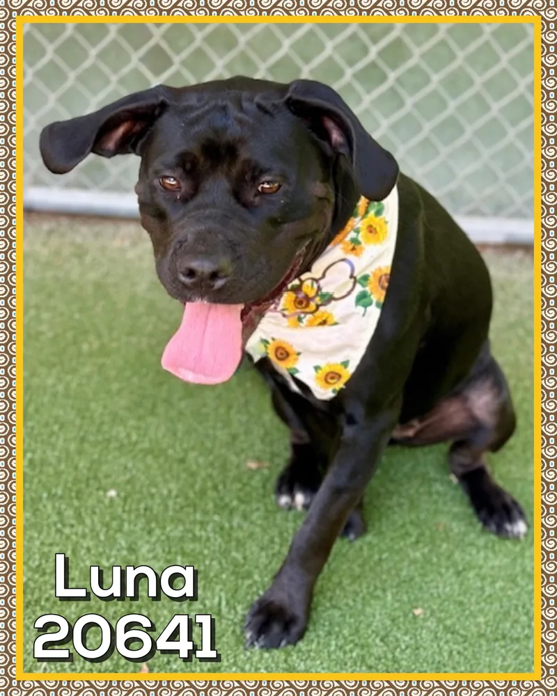 A young medium-sized female Black Labrador Retriever dog named Luna for adoption in Marietta, GA