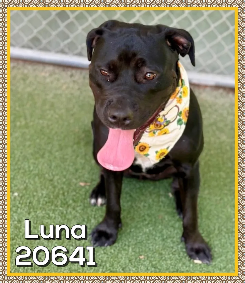 Luna thumbnail 2