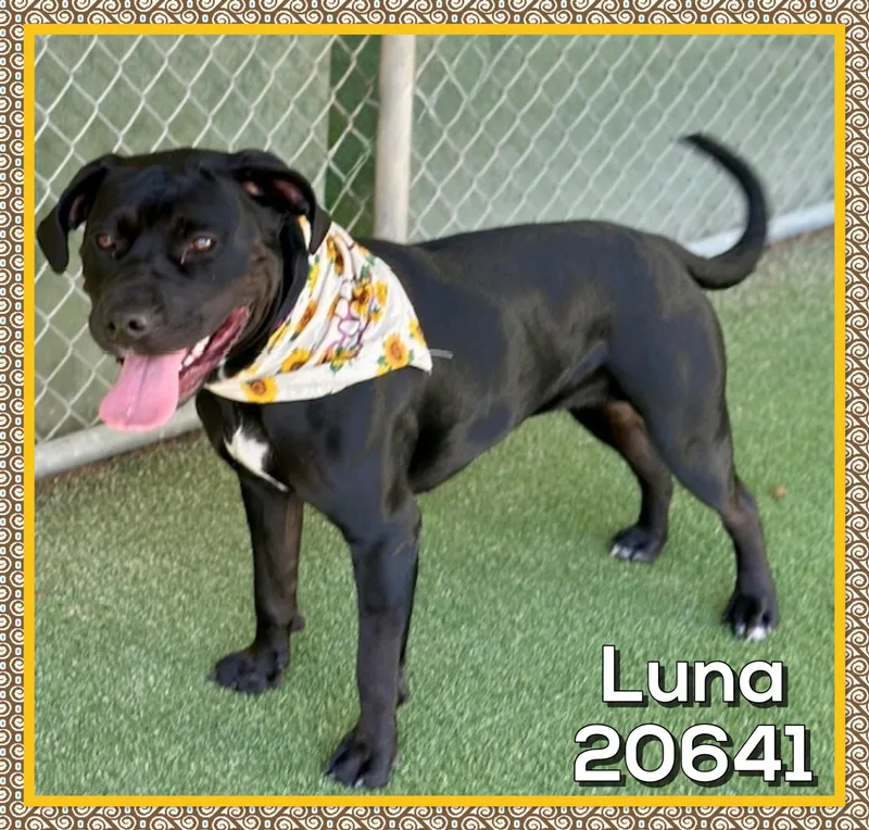 Luna thumbnail 4