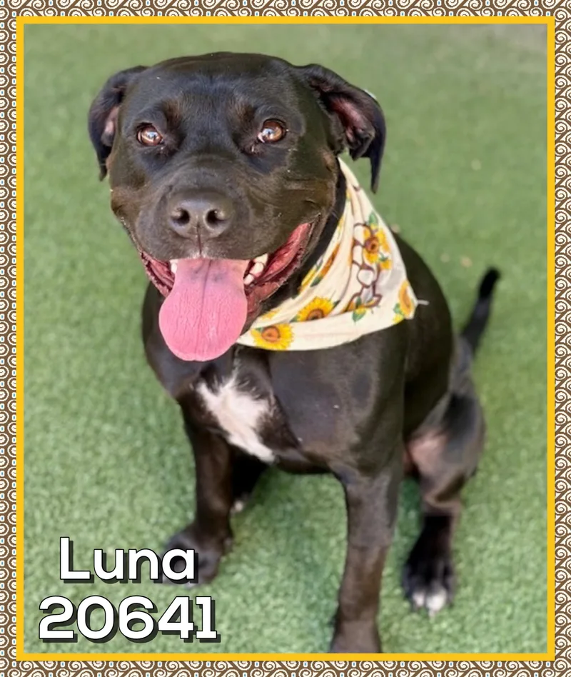 Luna thumbnail 5