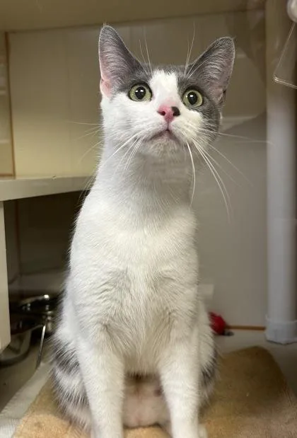 Bella