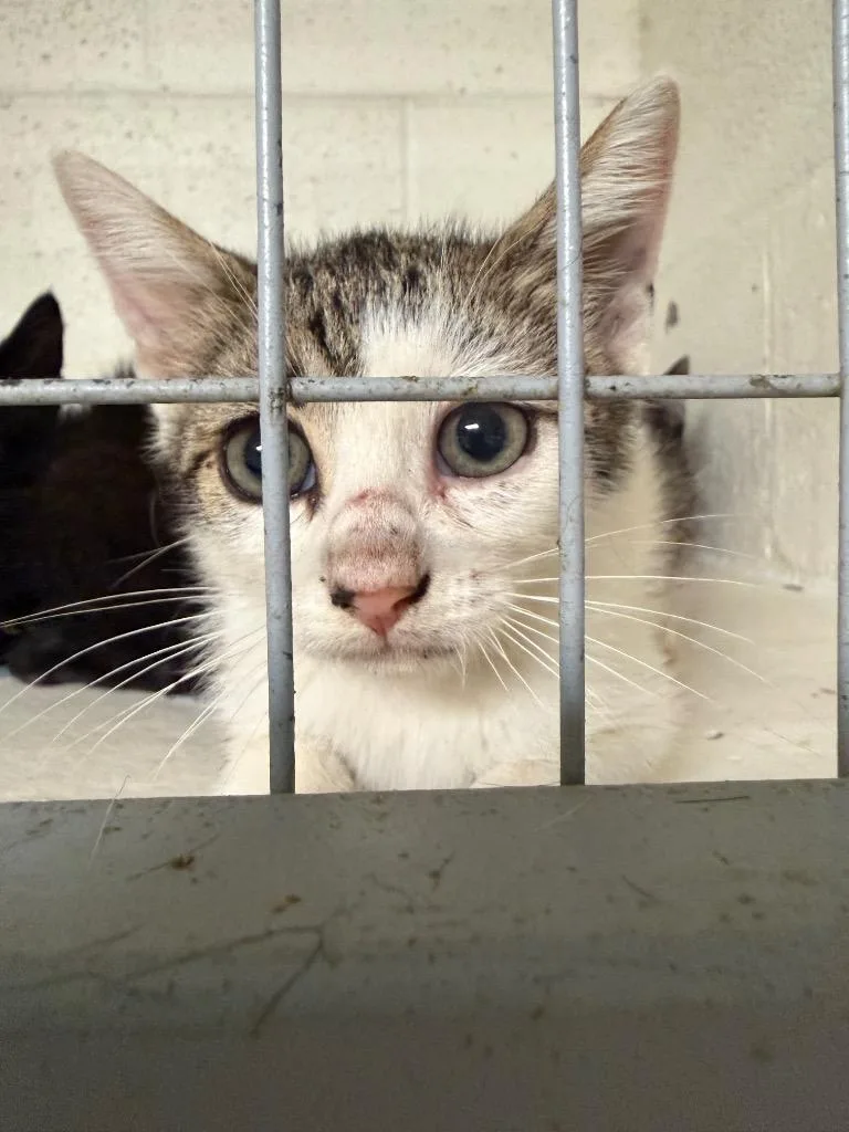 A baby small-sized male Domestic Short Hair cat named Eugene for adoption in Ada, OK