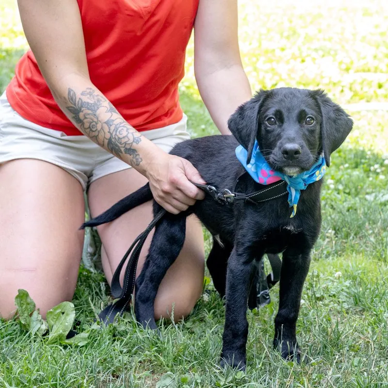 A baby medium-sized male Black Poodle dog named TideAvail for adoption in West Grove, PA