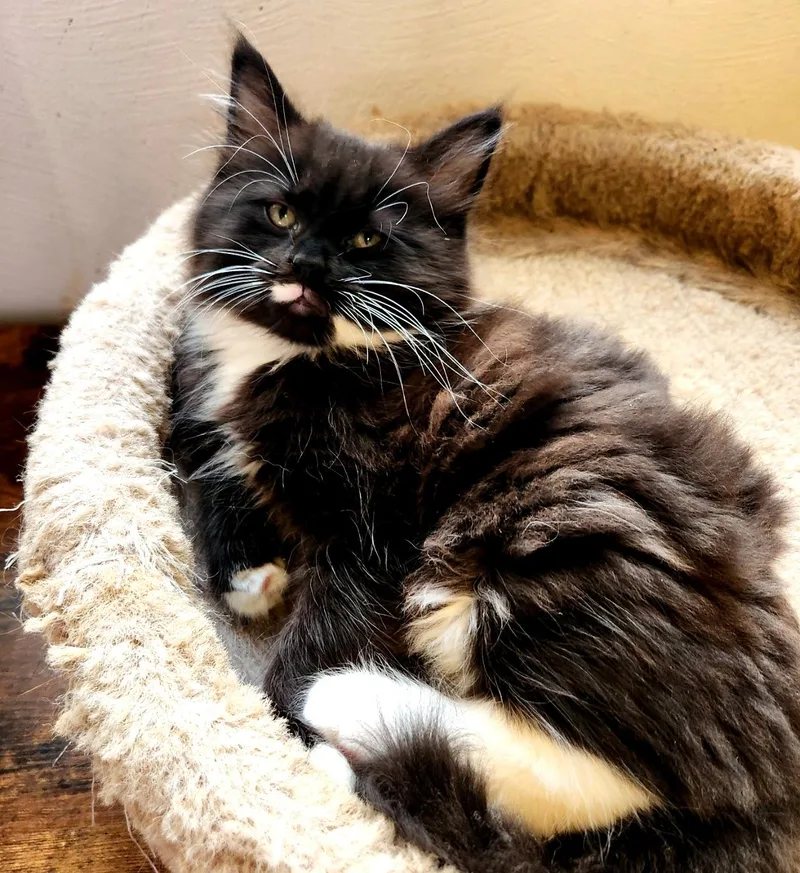 A baby small-sized male Black & White / Tuxedo Domestic Long Hair cat named Cary Grant for adoption in Pittsburgh, PA