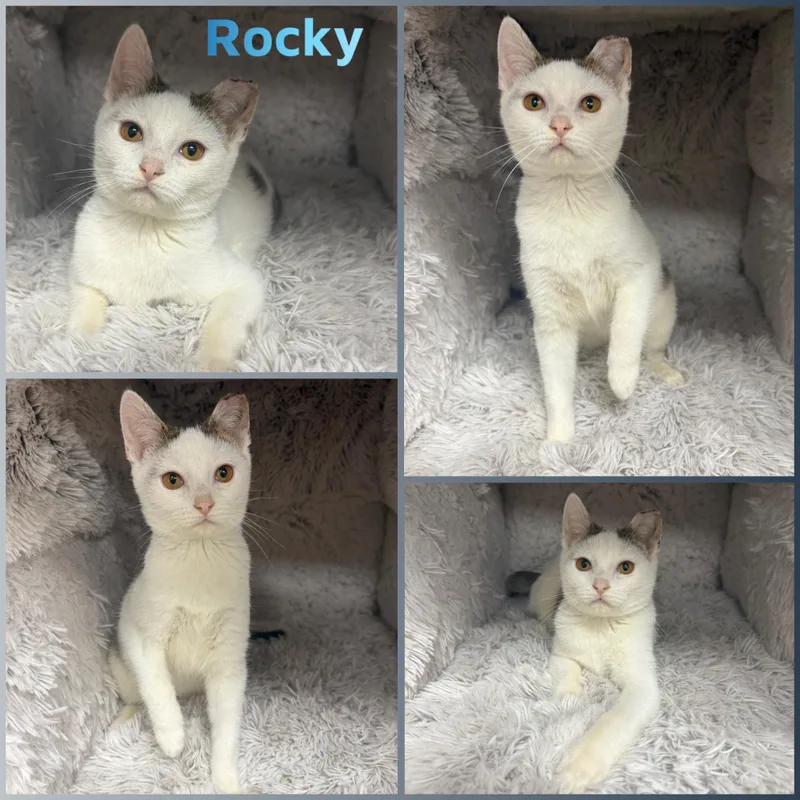 A baby small-sized male White Domestic Short Hair cat named Rocky for adoption in Louisville, KY