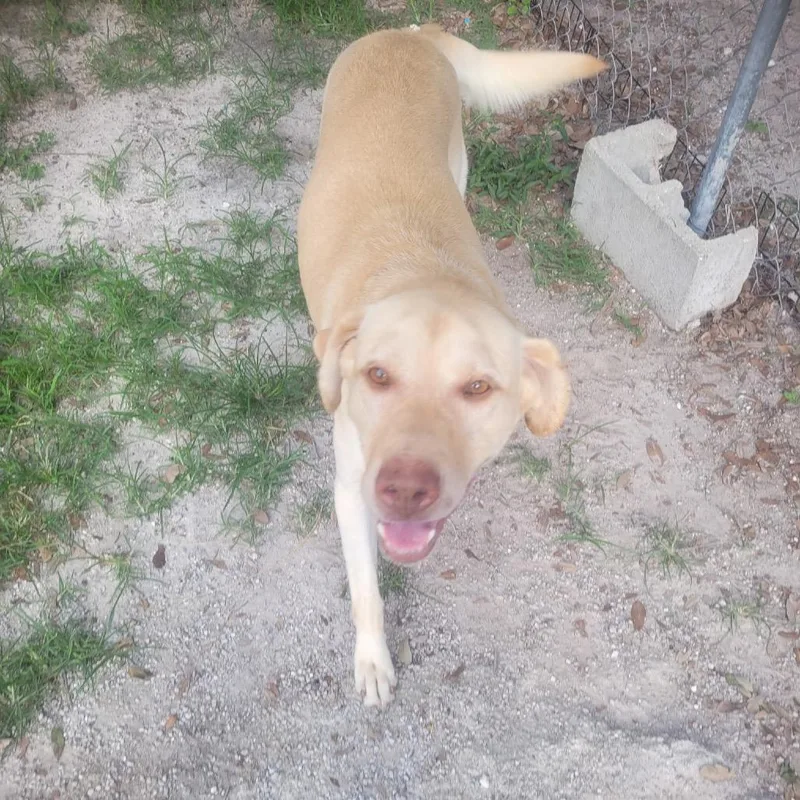 An adult large-sized male Yellow / Tan / Blond / Fawn Yellow Labrador Retriever dog named Blaine for adoption in Port Richey, FL
