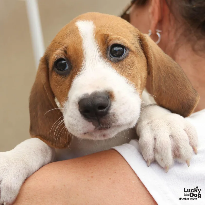 A baby large-sized female Hound dog named Willow for adoption in Washington, DC