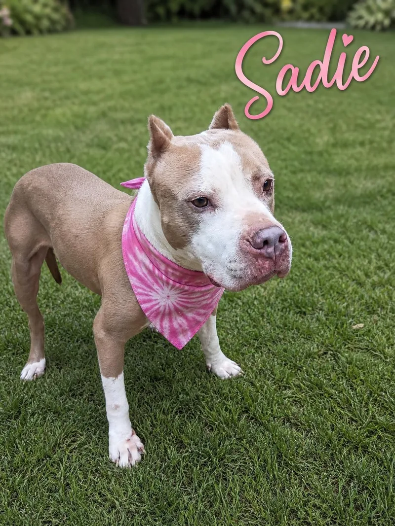 An adult medium-sized female White / Cream Pit Bull Terrier dog named Sadie for adoption in Terry, MS
