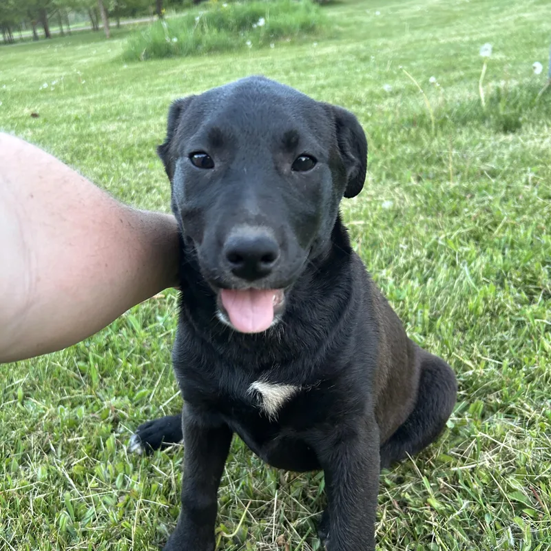 Bo