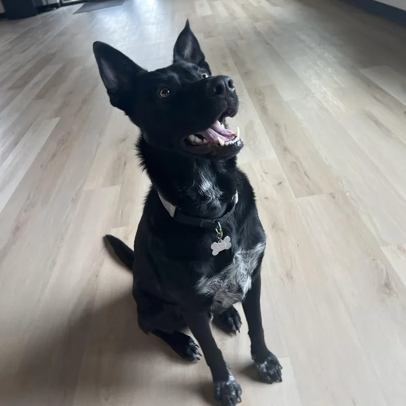 A young medium-sized male Black Shepherd dog named Fred for adoption in Prior Lake, MN