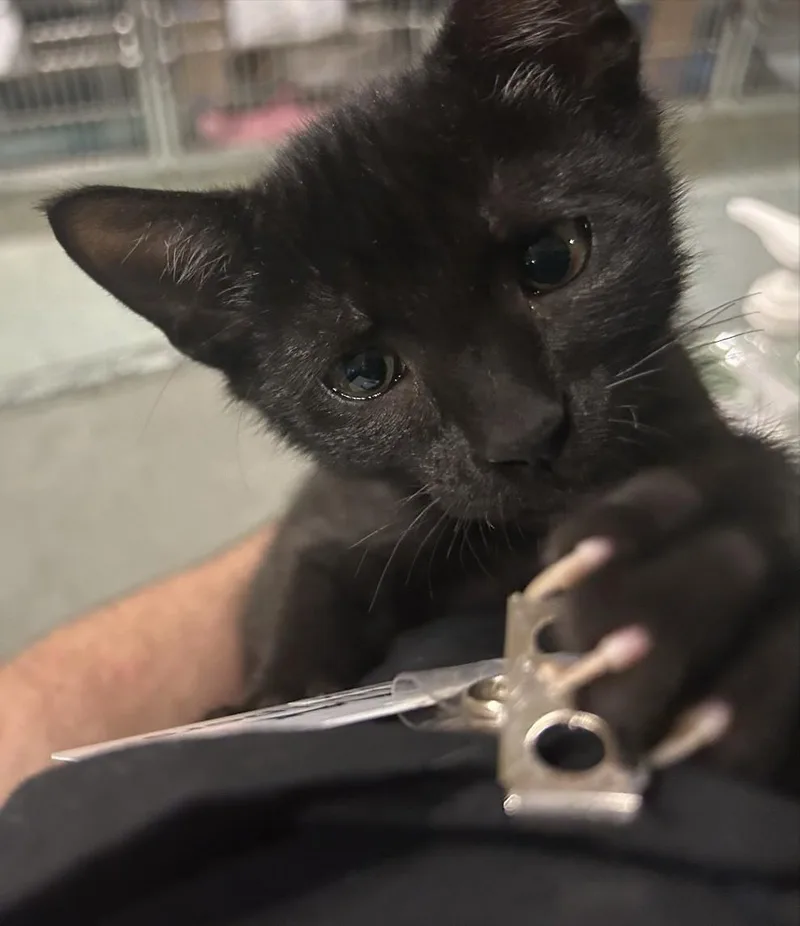 A baby medium-sized male Black Domestic Short Hair cat named Carson for adoption in Charleston, SC