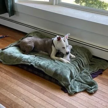 A young medium-sized female Brindle Pit Bull Terrier dog named Macy for adoption in Phoenixville, PA