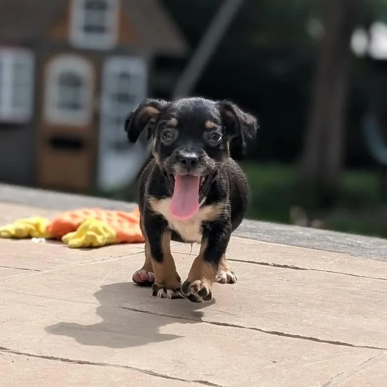 A baby small-sized male Black Mixed Breed dog named Zoodle for adoption in Fredericksburg, VA