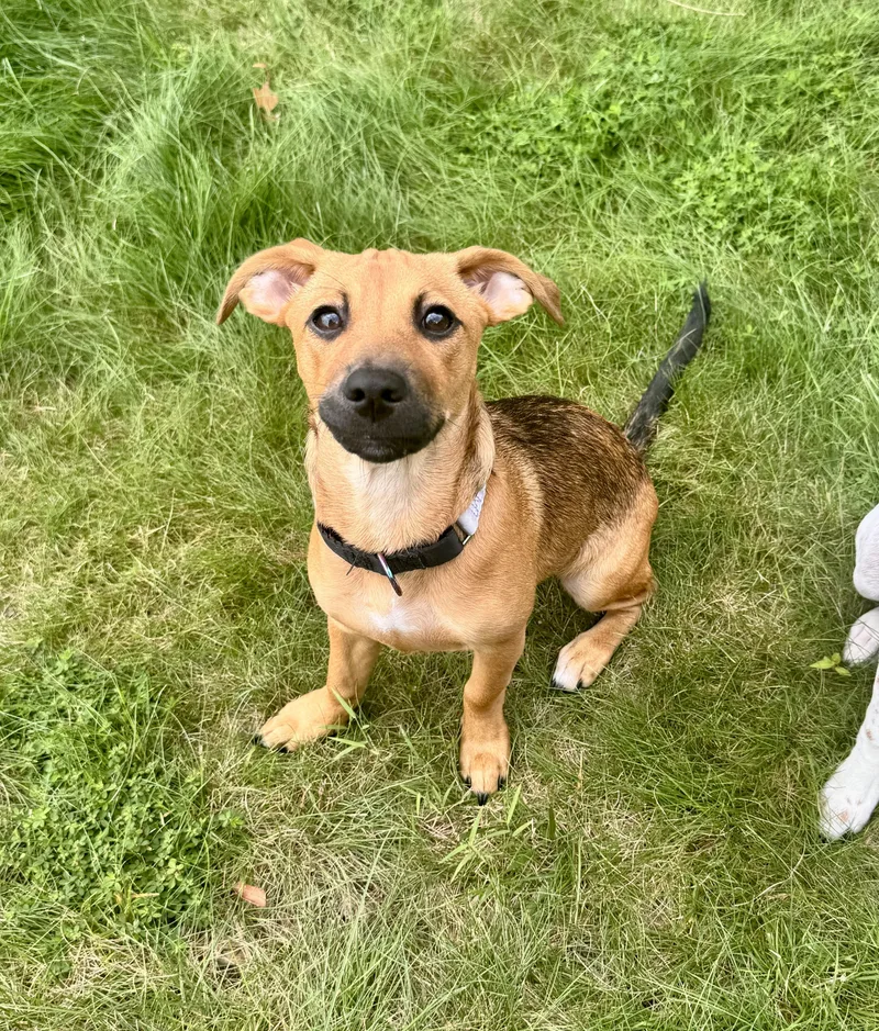 A baby medium-sized female Mixed Breed dog named Velma for adoption in Seale, AL