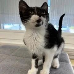 A baby small-sized male Black Domestic Short Hair cat named Rick for adoption in Greensboro, GA