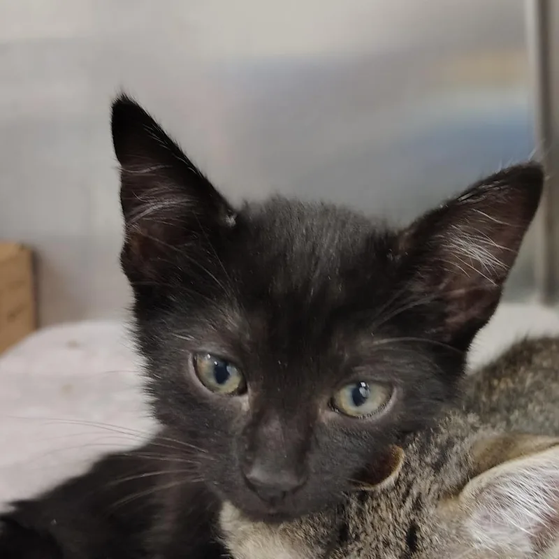 A baby small-sized female Domestic Short Hair cat named Loto for adoption in Vieques, PR