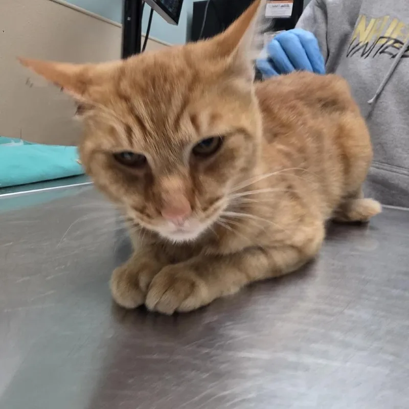 An adult medium-sized male Orange / Red Domestic Short Hair cat named Meowlious Caesar for adoption in Tacoma, WA