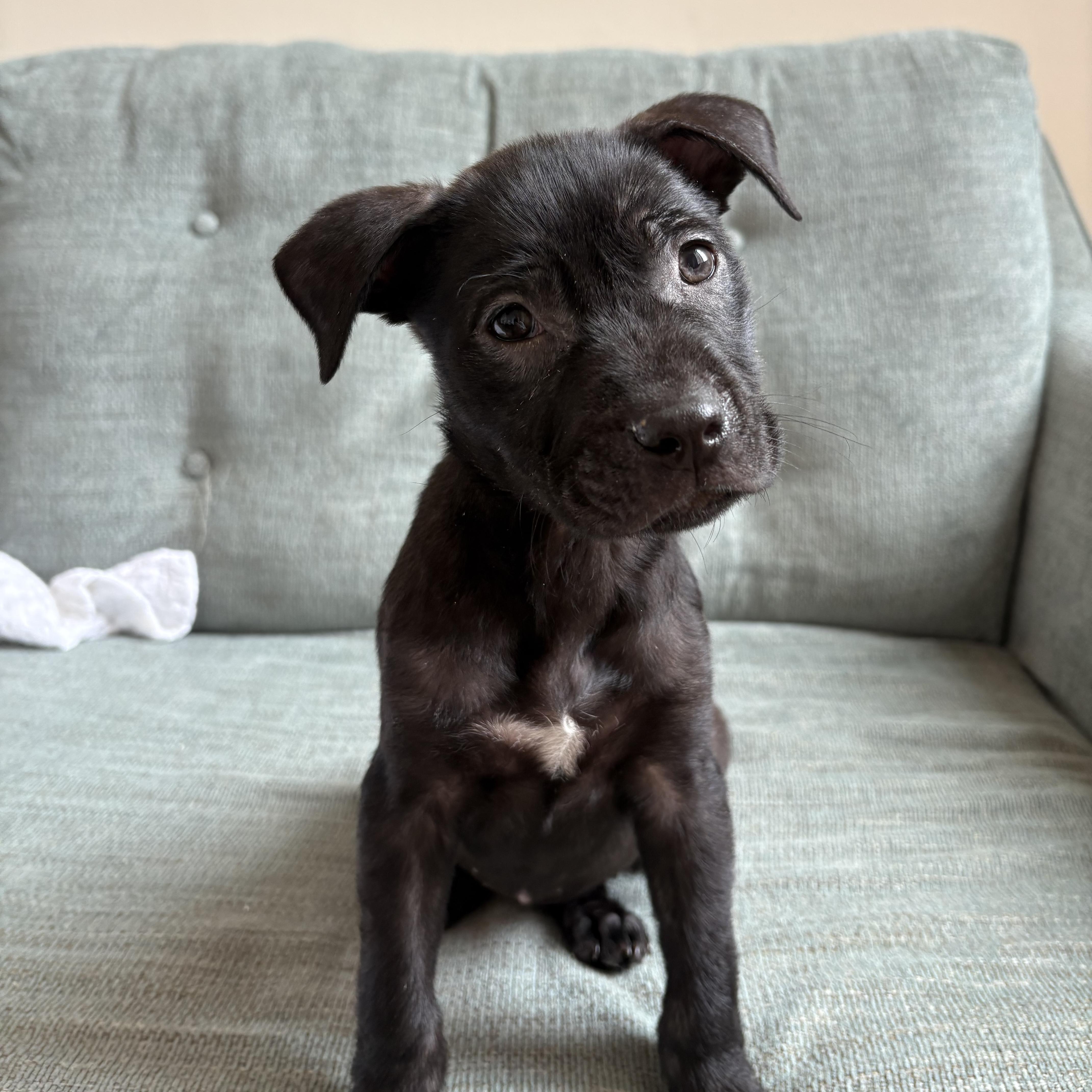 A baby medium-sized female Black Mixed Breed dog named Division for adoption in Columbia, SC
