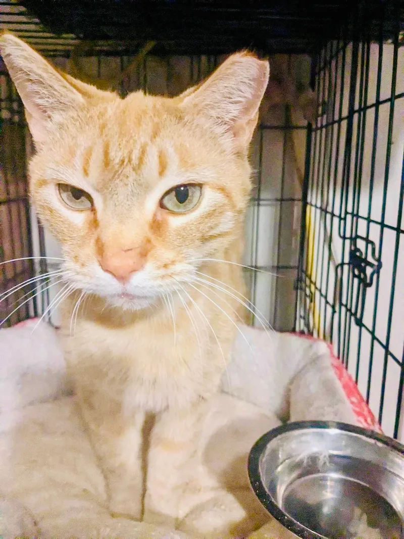 An adult medium-sized male Tabby (Orange / Red) Domestic Short Hair cat named Tony for adoption in LITTLE MOUNTAIN, SC