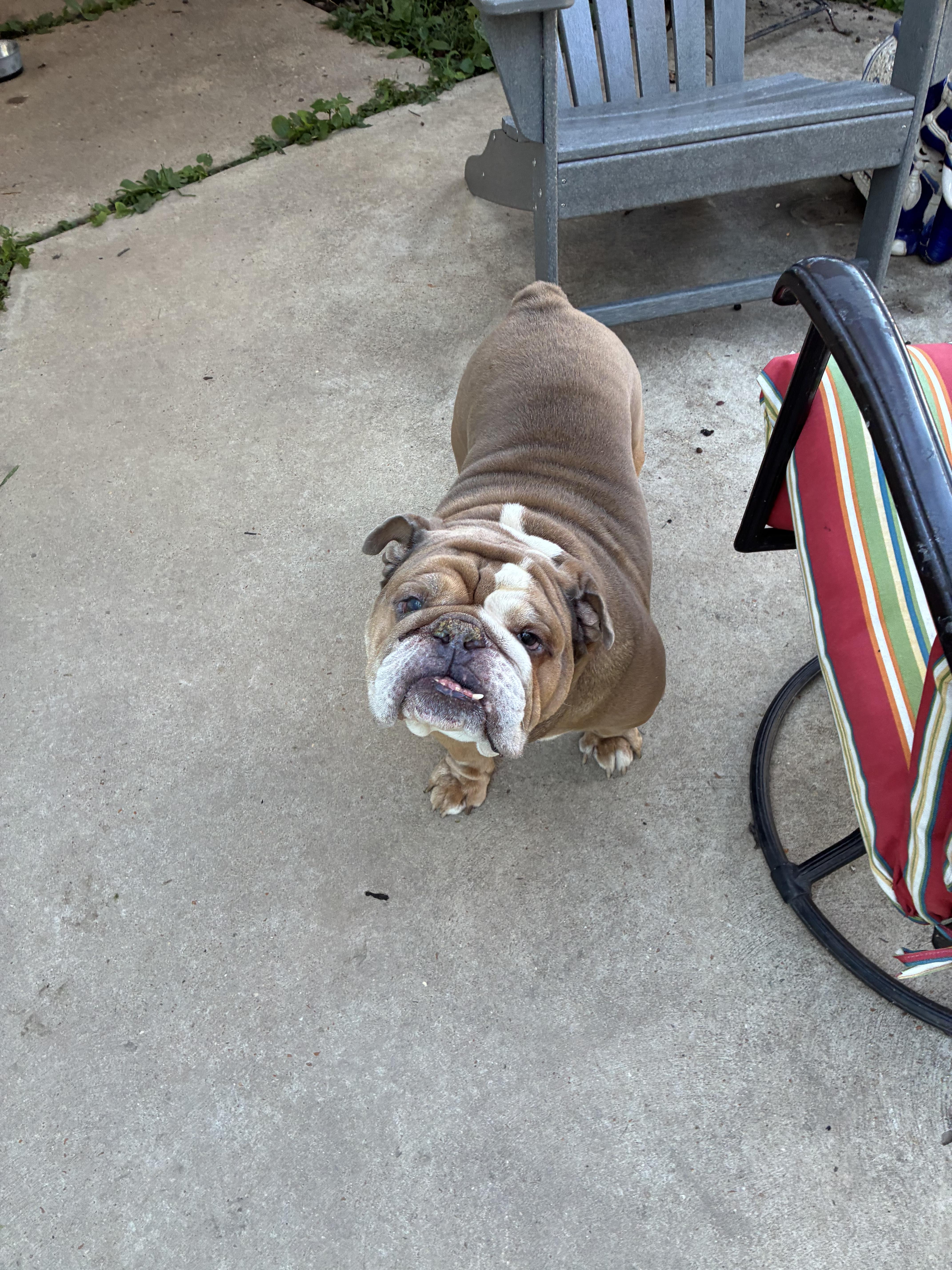 A senior large-sized male Gray / Blue / Silver English Bulldog dog named Sal for adoption in Saint Louis, MO