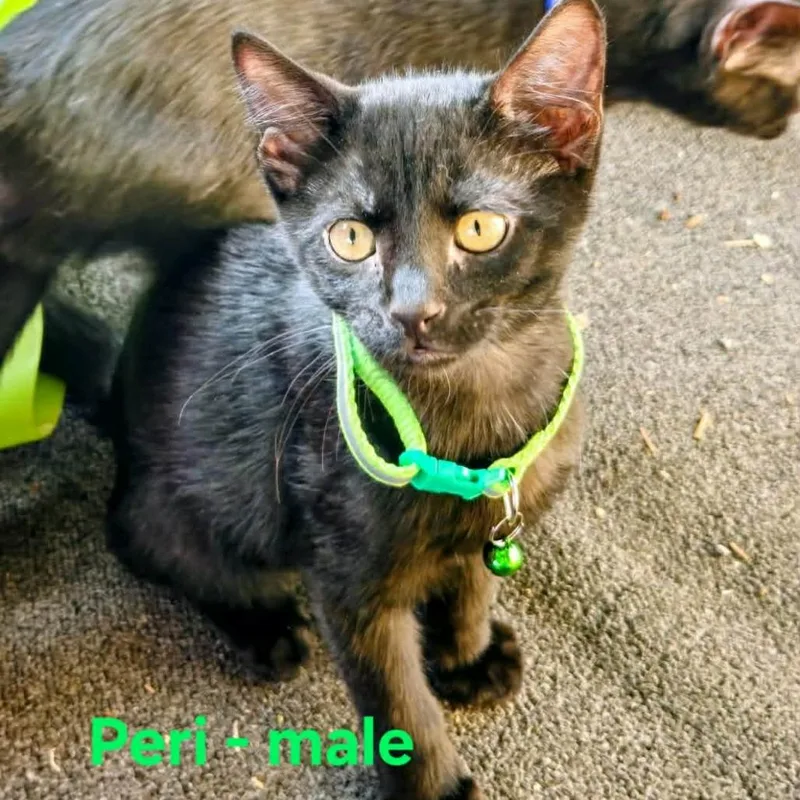 A baby small-sized male Black Domestic Short Hair cat named Peri for adoption in Madison, WI