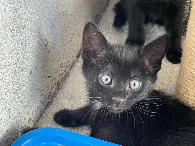 A baby medium-sized male Black Tabby cat named Woody for adoption in Midway City, CA