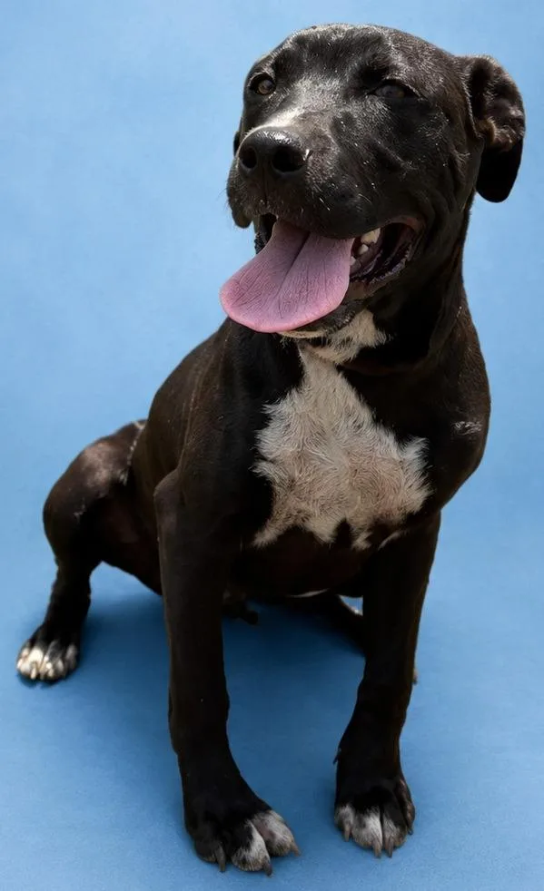 A baby medium-sized male Terrier dog named Twinkie for adoption in Wauchula, FL