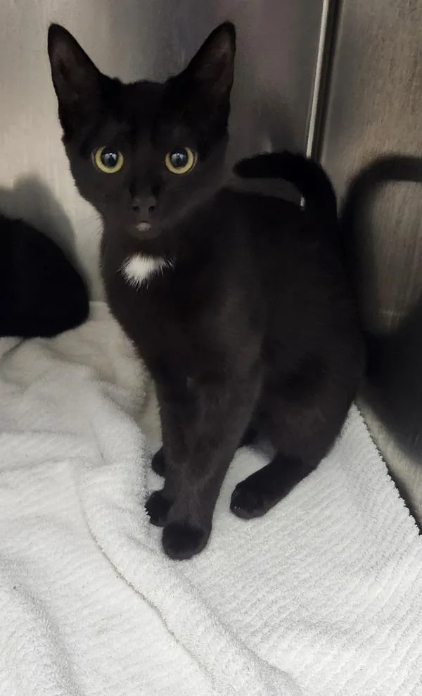 A baby medium-sized female Domestic Short Hair cat named King Julien for adoption in Silverdale, WA
