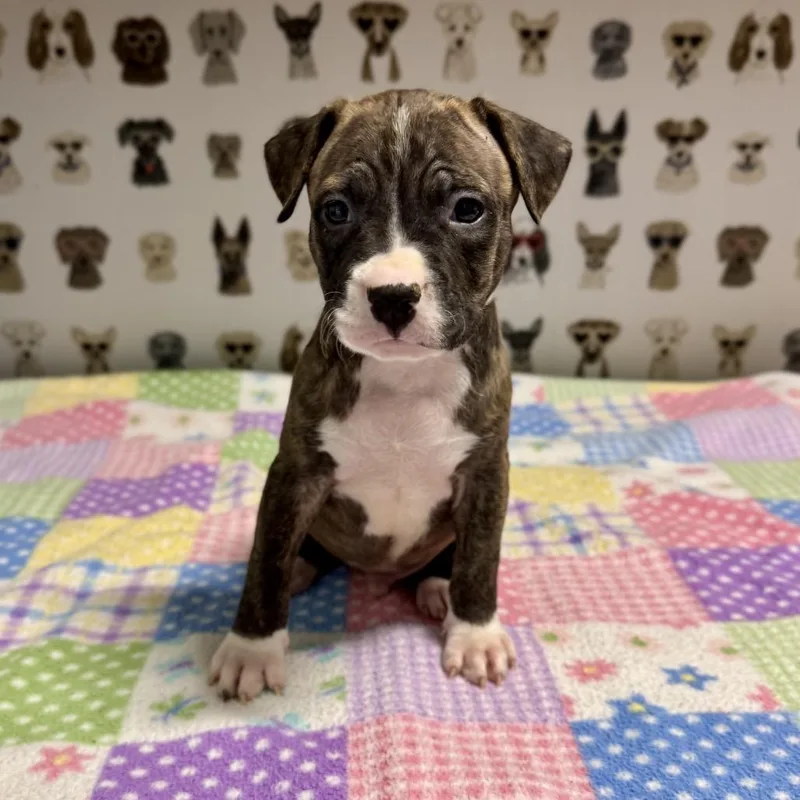 A baby medium-sized male Brown / Chocolate Pit Bull Terrier dog named Tweed for adoption in Durham, NC