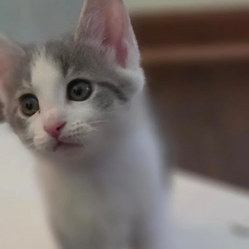 A baby small-sized female White Domestic Short Hair cat named Smurfette for adoption in Muncie, IN