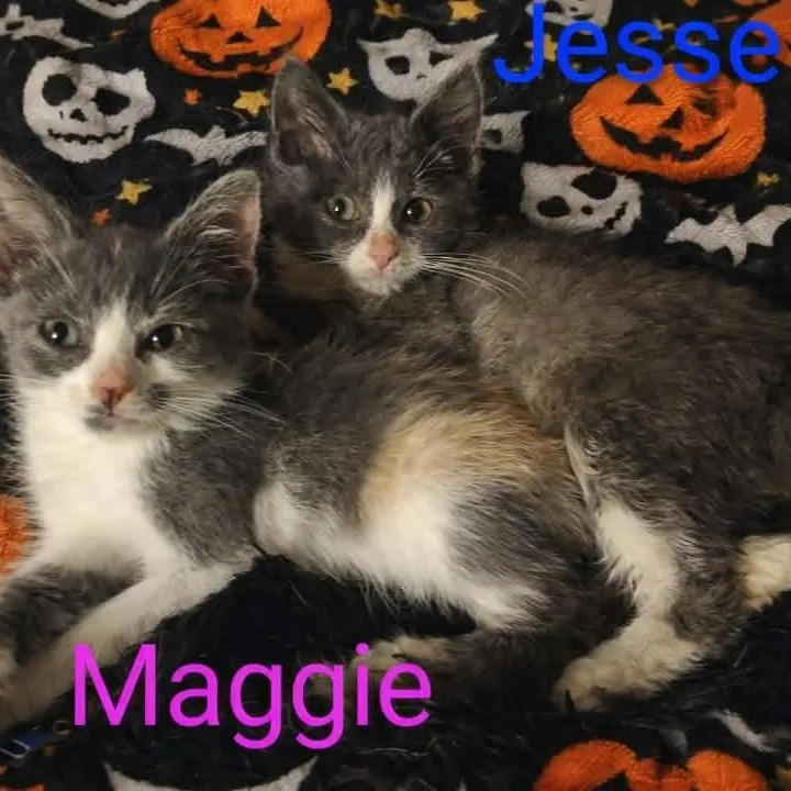 A baby medium-sized female Gray & White Domestic Short Hair cat named Maggie and Jesse for adoption in Wyandotte, MI