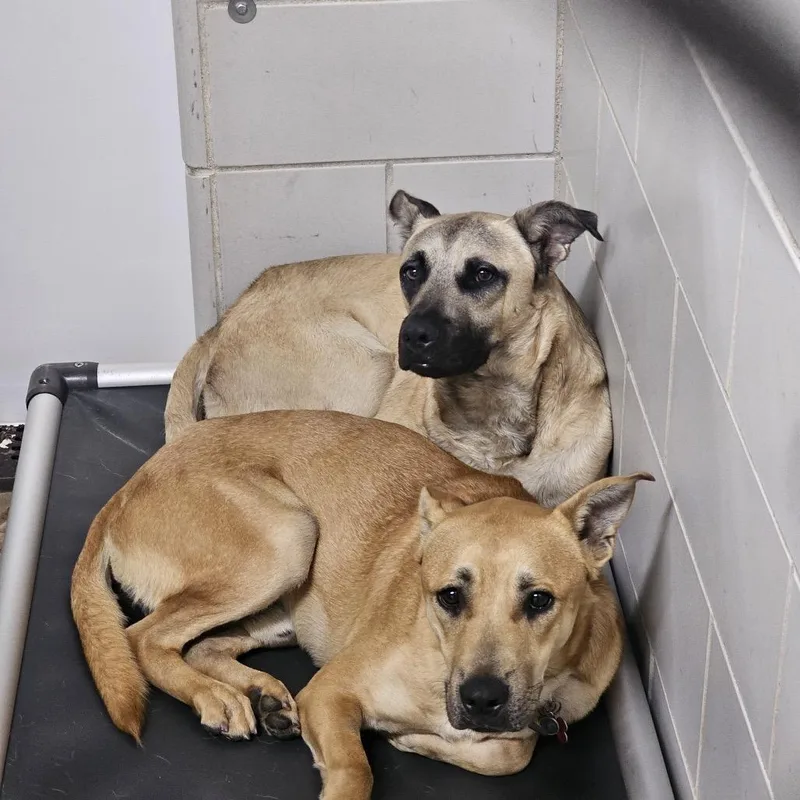 A young medium-sized male Yellow / Tan / Blond / Fawn Mixed Breed dog named Willie for adoption in Grand Rapids, MI