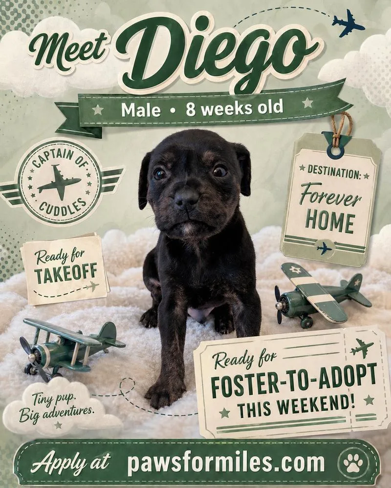 A baby small-sized male Black Rottweiler dog named Diego for adoption in Loveland, OH