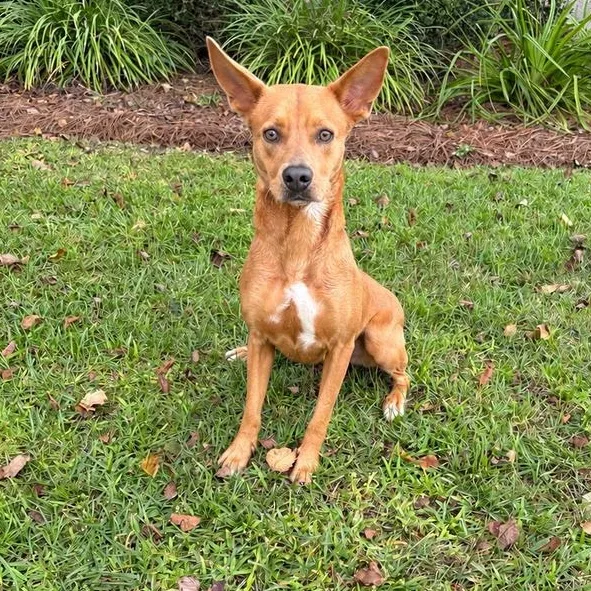 A young medium-sized female Red / Chestnut / Orange Cattle Dog dog named Coco for adoption in Valdosta, GA