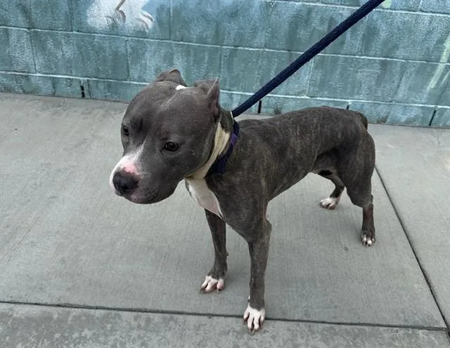 An adult large-sized female Pit Bull Terrier dog named Olive for adoption in Baldwin Park, CA