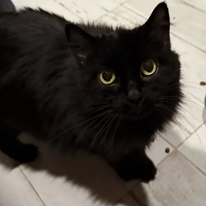 A senior small-sized female Black Domestic Long Hair cat named Bailey for adoption in Springfield, MO