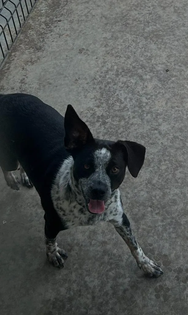A young large-sized female Cattle Dog dog named Sprinkles for adoption in Little Elm, TX