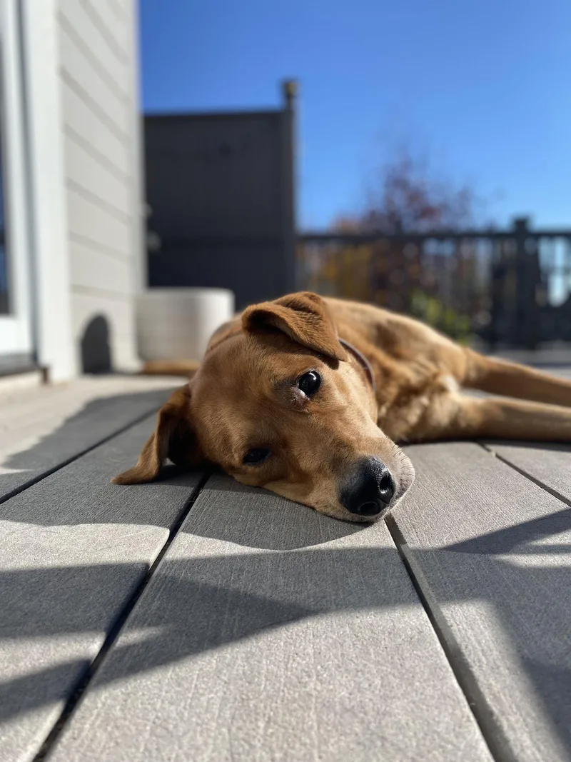 An adult large-sized female Shepherd dog named Averi for adoption in Fort Collins, CO