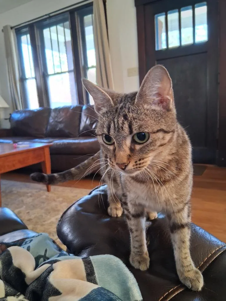 An adult medium-sized female Domestic Short Hair cat named Torracat for adoption in Cincinnati, OH