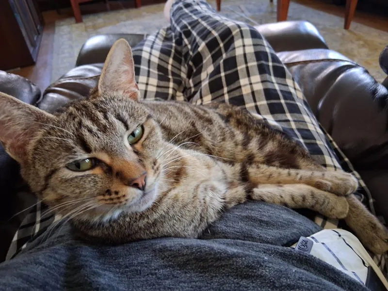 Torracat thumbnail 2