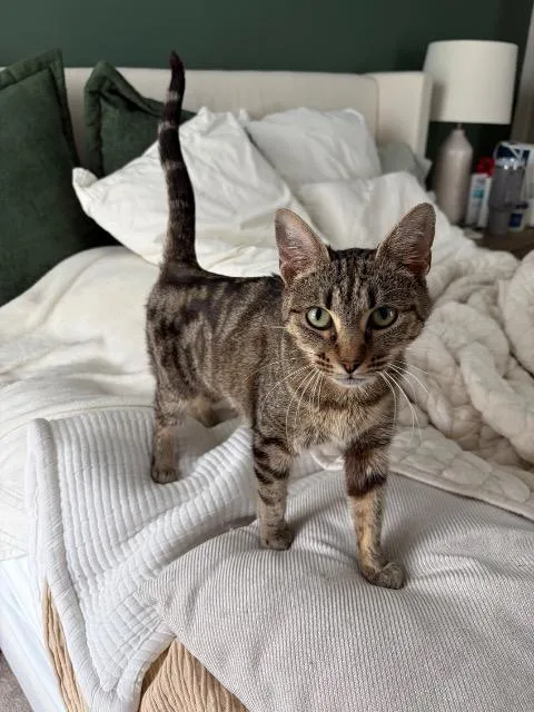 Torracat thumbnail 3