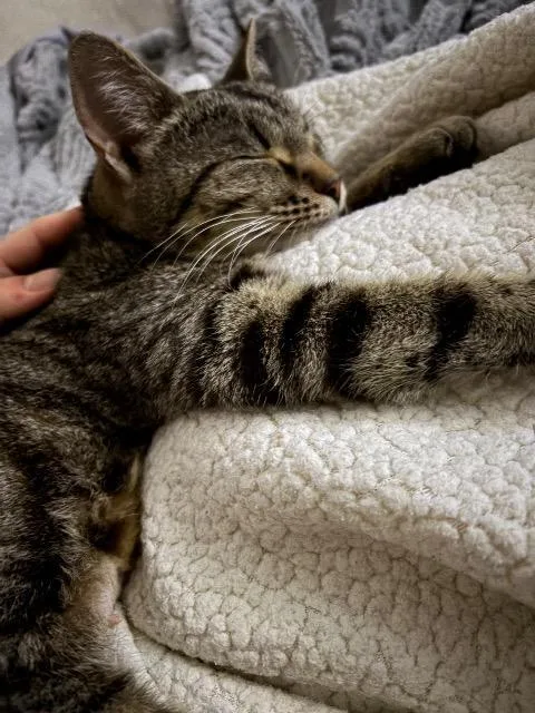 Torracat thumbnail 4